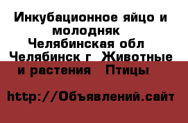 Инкубационное яйцо и молодняк - Челябинская обл., Челябинск г. Животные и растения » Птицы   